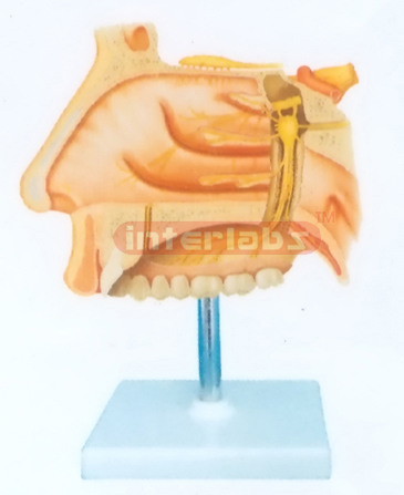 HUMAN NERVES MODEL INSIDE NASAL CAVITY